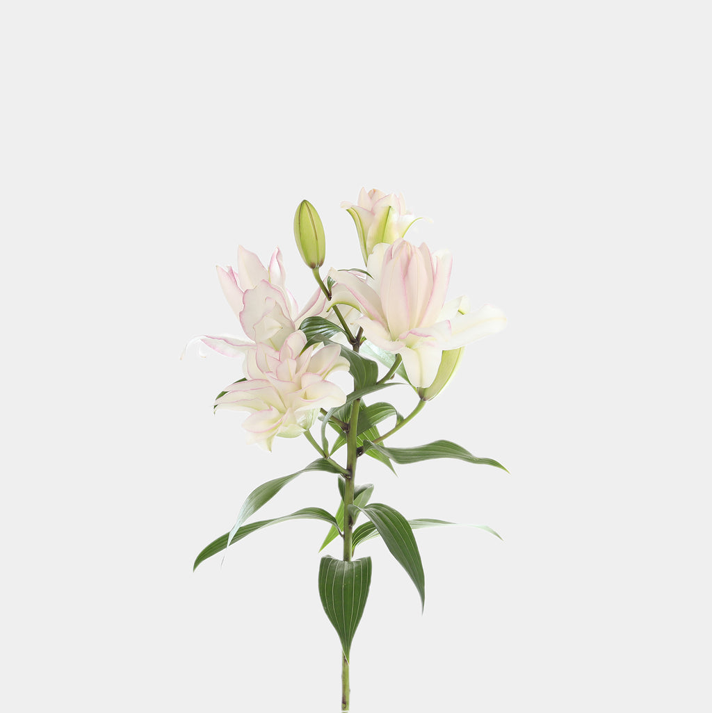 rose lily white Double Rose Lilies – Belle Fleur New York