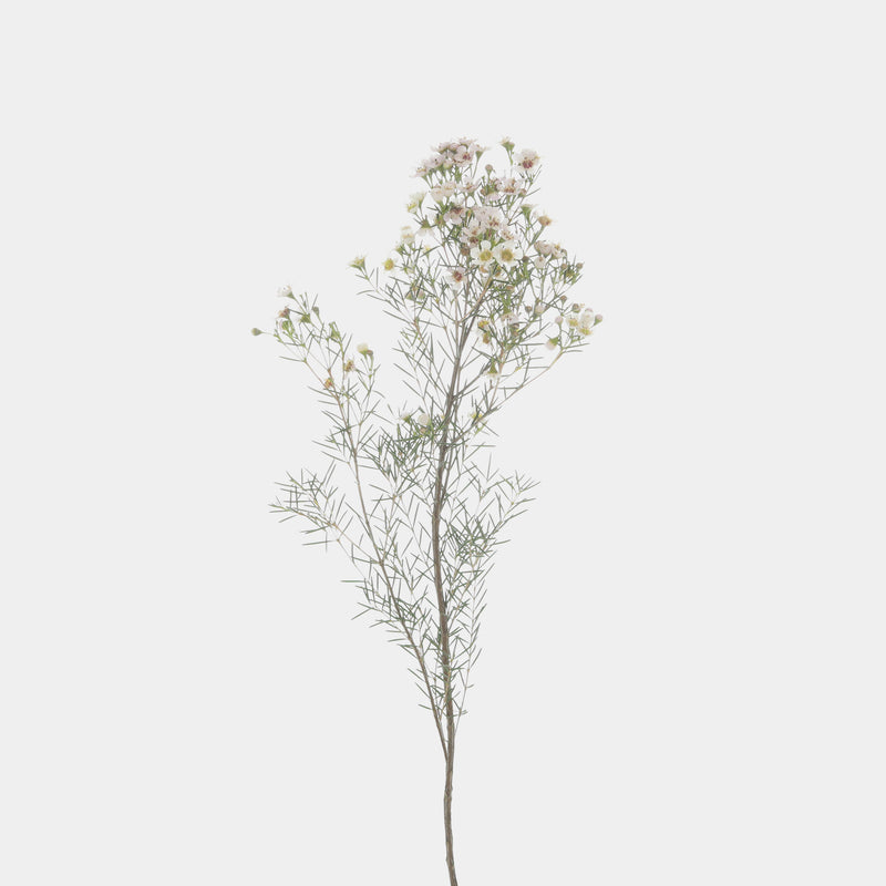 Wax Flower