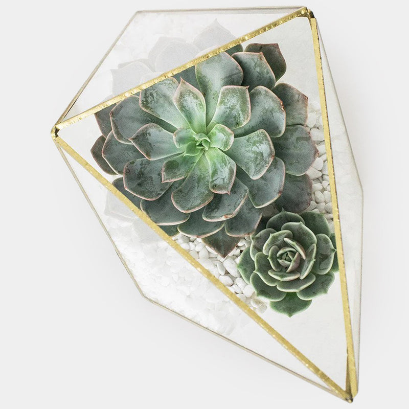 the opulent succulent Succulent Plants – Belle Fleur New York