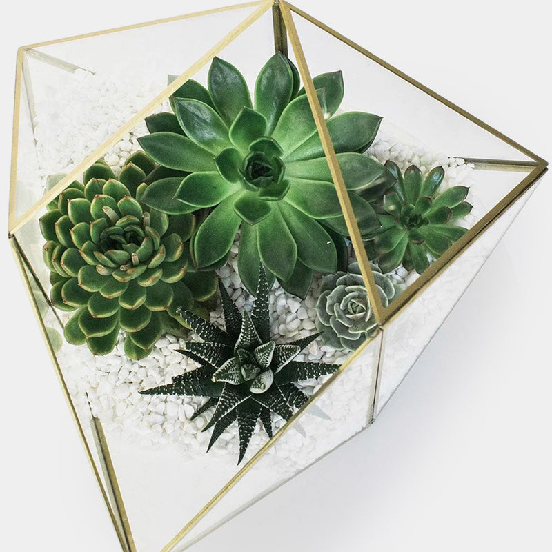 luxury succulents Succulent Plants – Belle Fleur New York
