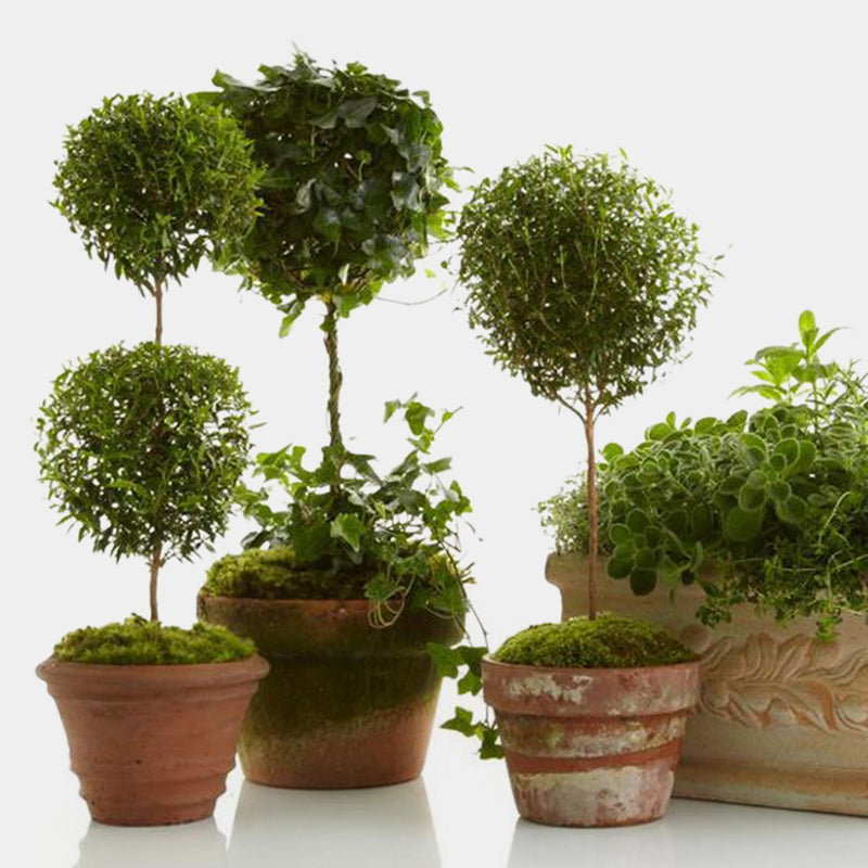 topiary indoor plants Topiary